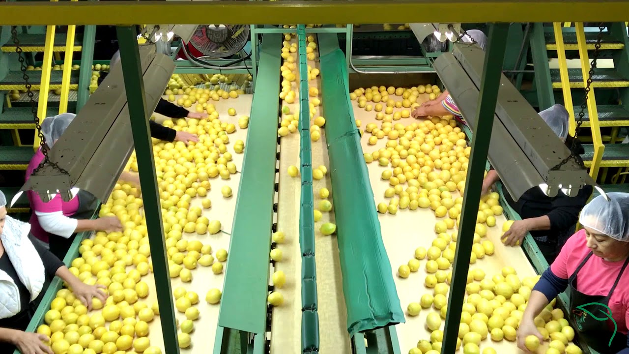 Lemon Packing Plant