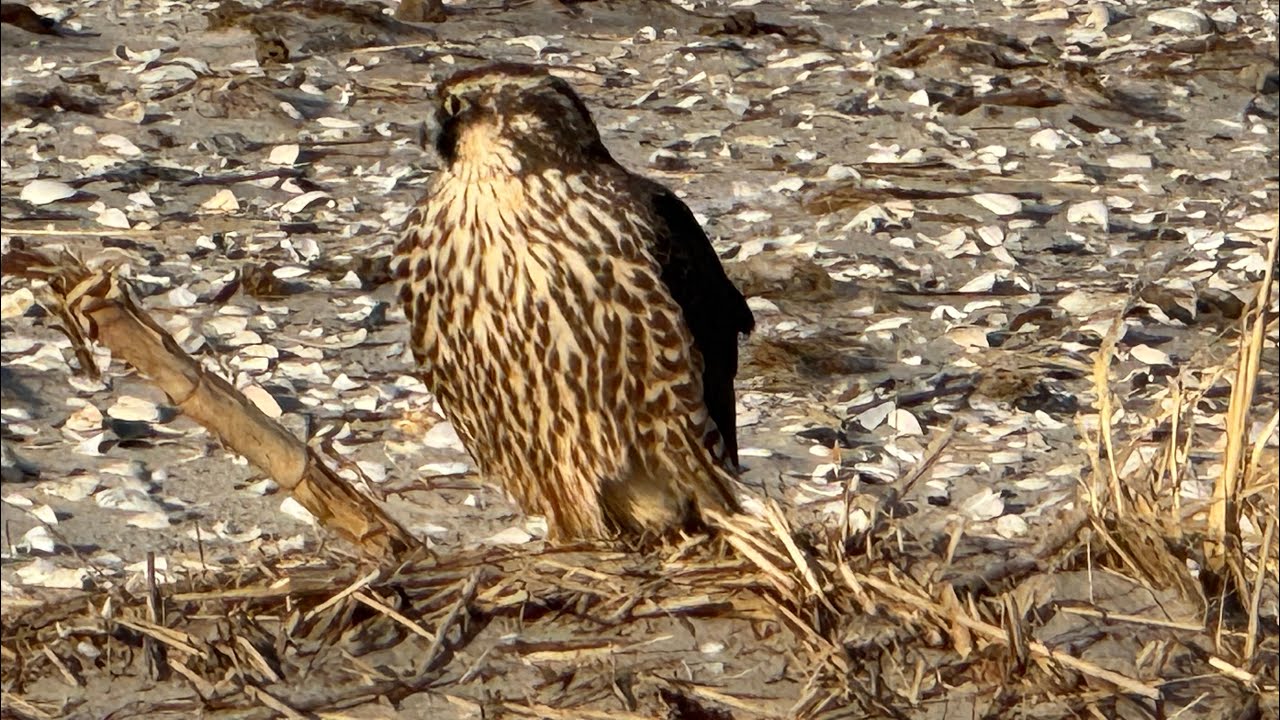 Winter Beach Wildlife at Brigantine Forsythe Manaement Area and Drive On Beach