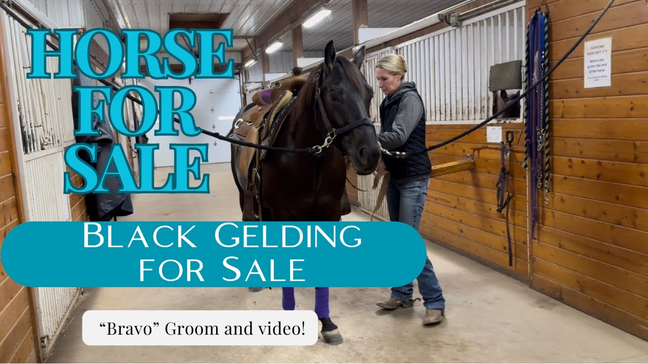Watch me groom and saddle “Romeo”
