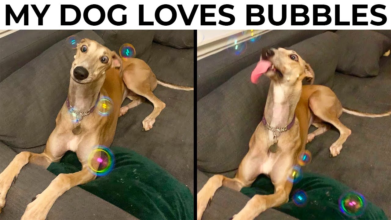 ANIMALS BEING DERPS