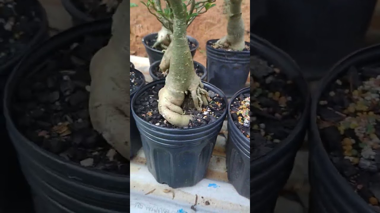 Título: SOS Rosa do Deserto: Como evitar que apodreça com CHUVA e CALOR! 🌧️🔥