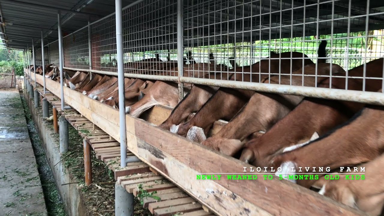 Iloilo Living Farm Newly Weaned To Five Month Goat Kids