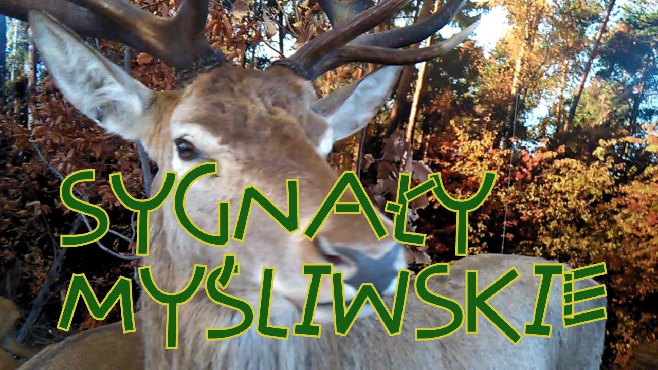 sygnały myśliwskie