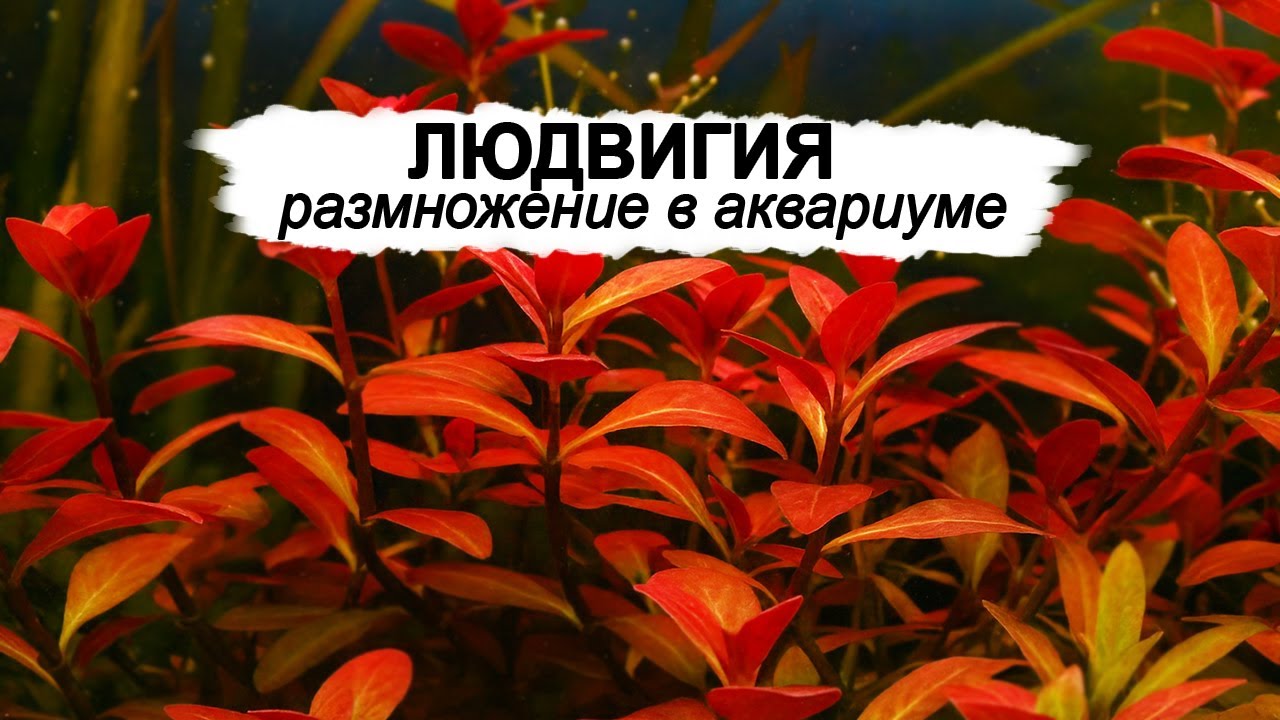 Людвигия - Уход и Размножение в Домашнем Аквариуме!