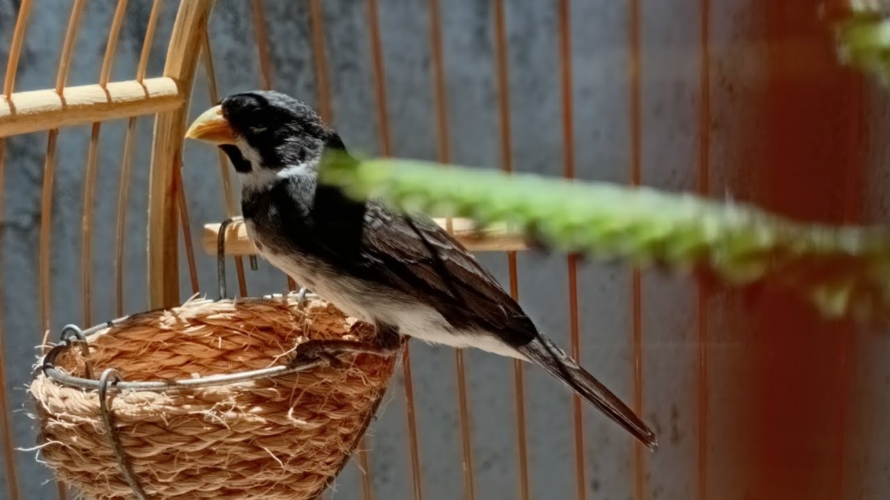 COLEIRO GREGO CANTANDO VAI DEIXAR SEU PÁSSARO DOIDO #PASSAROS #AVES #COLEIRO #VIRALVIDEOS