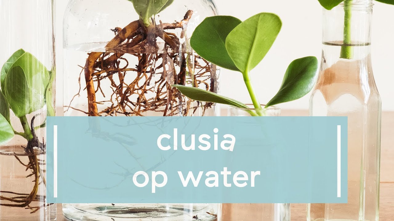Zo zet je de Clusia princess op water