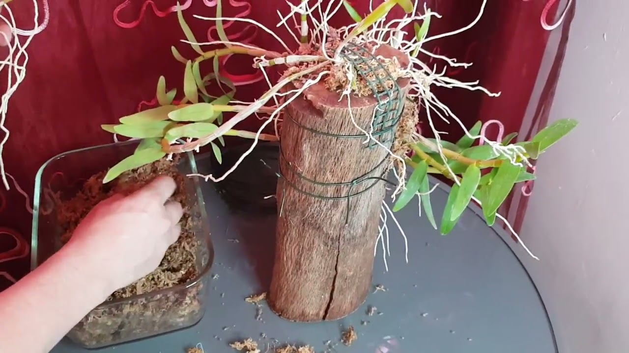 COMO HACER UN TRONCO LLENO DE ORQUIDEAS