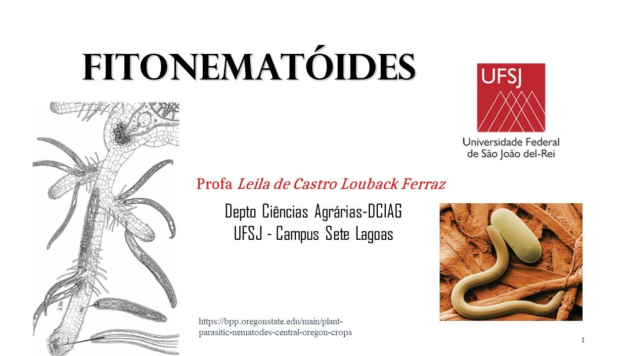 Nematoides (Fitopatologia UFSJ - Campus Sete Lagoas)
