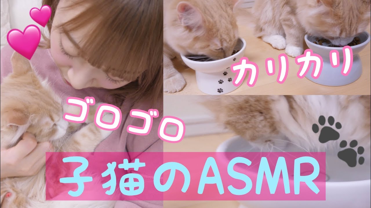 【ASMR】兄弟子猫の餌、水、ゴロゴロ音♡【アルルイ】