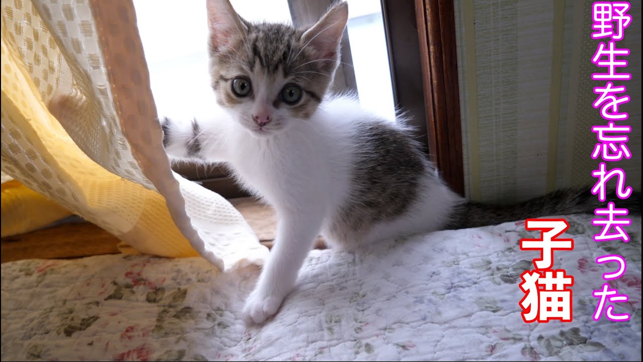 【保護猫】野生を忘れベットに上がって大はしゃぎの子猫