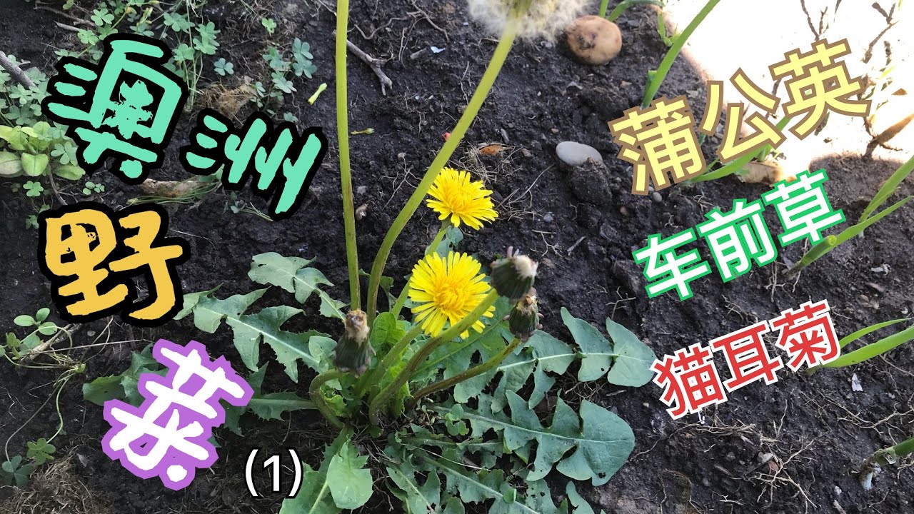 澳洲野菜（一）蒲公英 车前草 猫耳菊