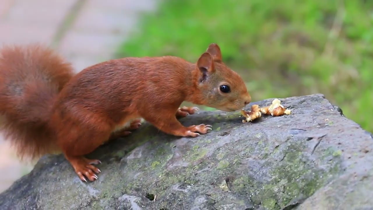 The brown squirrel on the rock and on the ground.