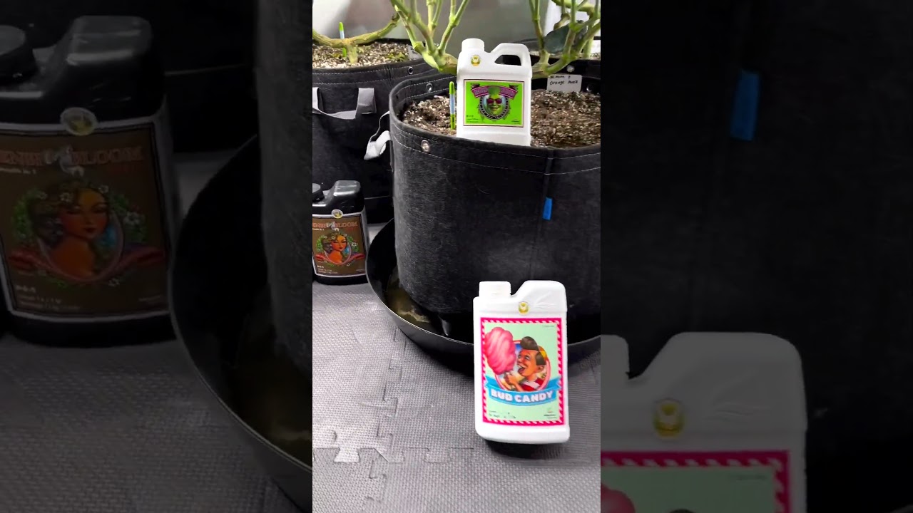 Indoor Growing With Marshydro FC6500 #marshydro #shorts