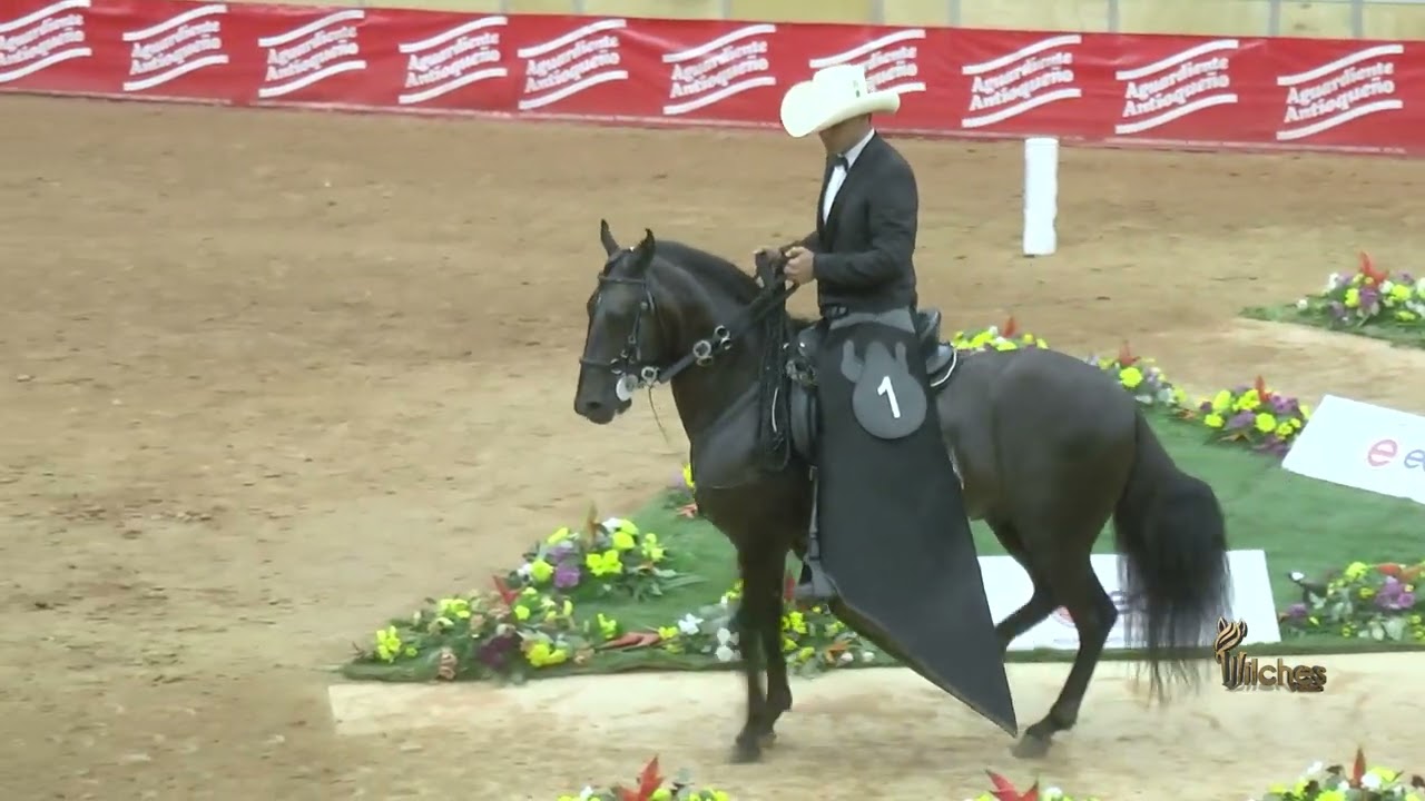 LPC ATILA DE LA ILUSION TERCER PUESTO CAMPEONATO JOVEN PASO FINO COLOMBIANO EXPOORIENTE GRADO A 2026