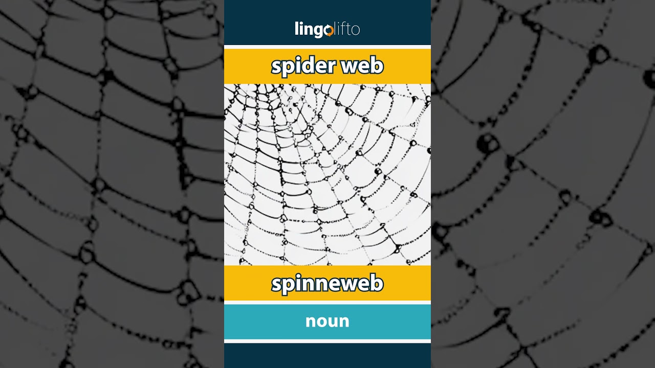 🇬🇧🇳🇱 spider web - spinneweb : learn English : laten we Engels leren : vocabulary builder