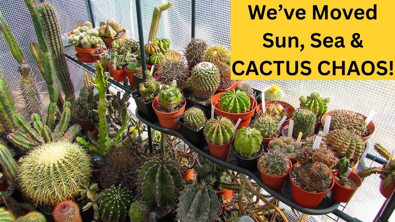 We've Moved - Sun, Sea & CACTUS CHAOS!