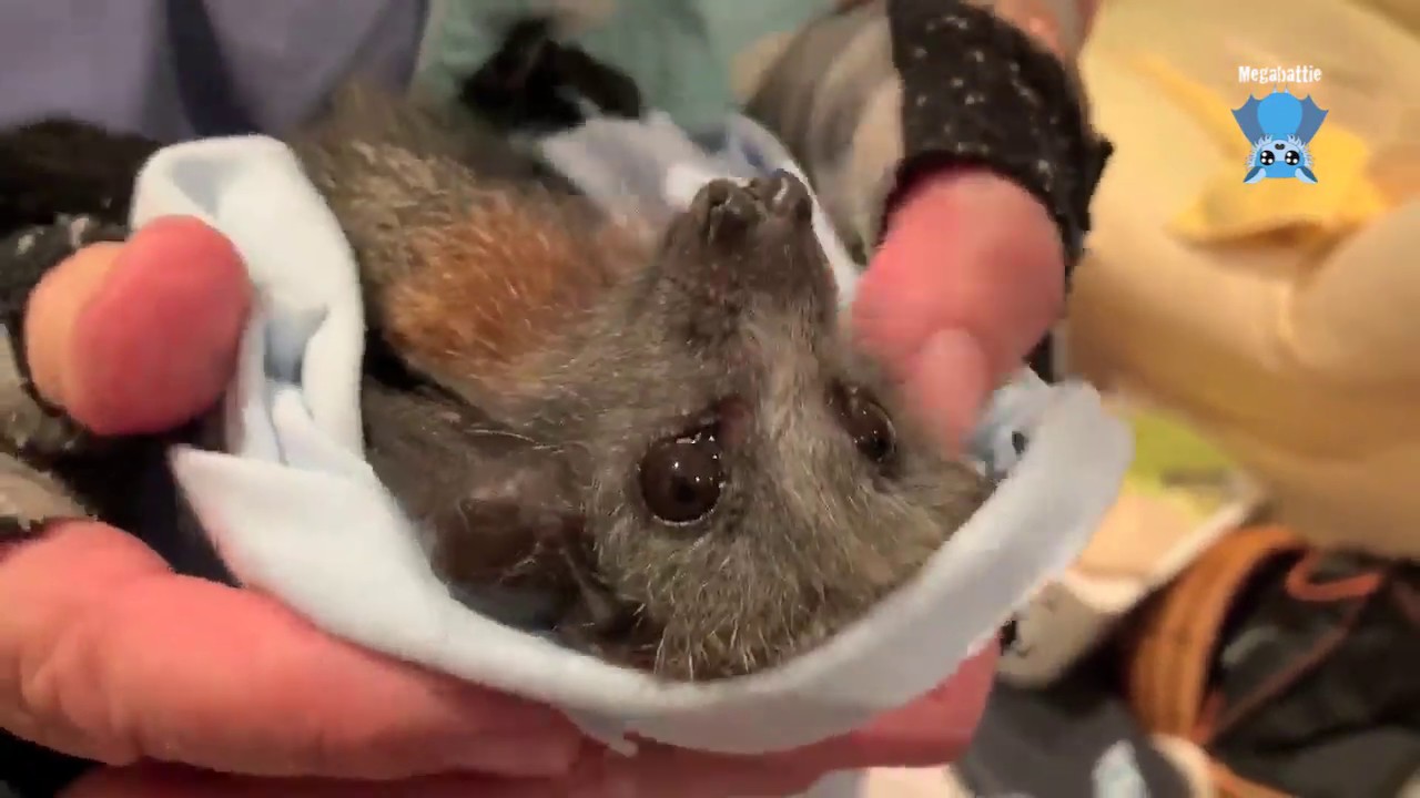 Finding the escapee baby flying-fox:  this is the Velociraptor