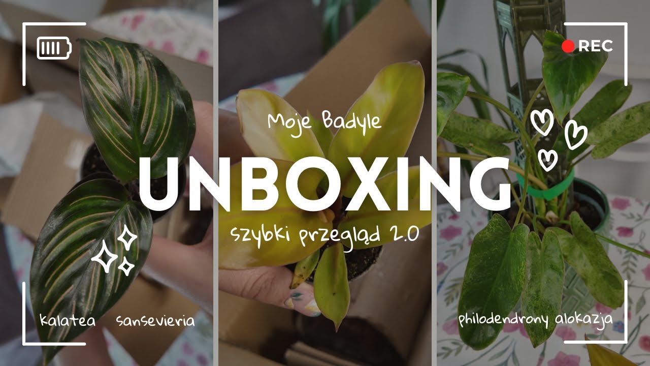 💌 ZNÓW DOSTAŁAM ROŚLINY W PREZENCIE!💚MYSTERY BOX I PRZEGLĄD MOJE BADYLE🪴PHILODENDRON🪴SANSA🪴KALATEA