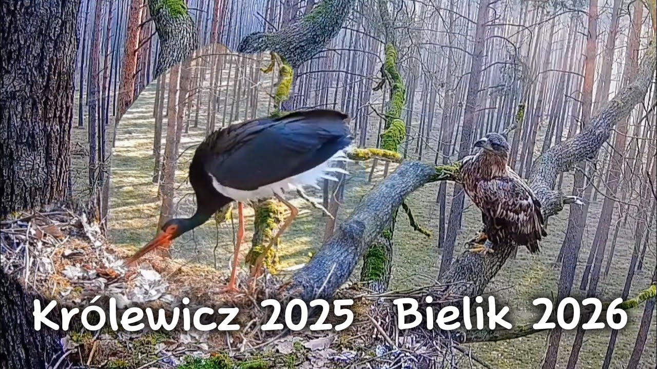 Polska - Bolewice. Bielik w gnieździe bociana czarnego oraz porównanie bocian - bielik 🦅