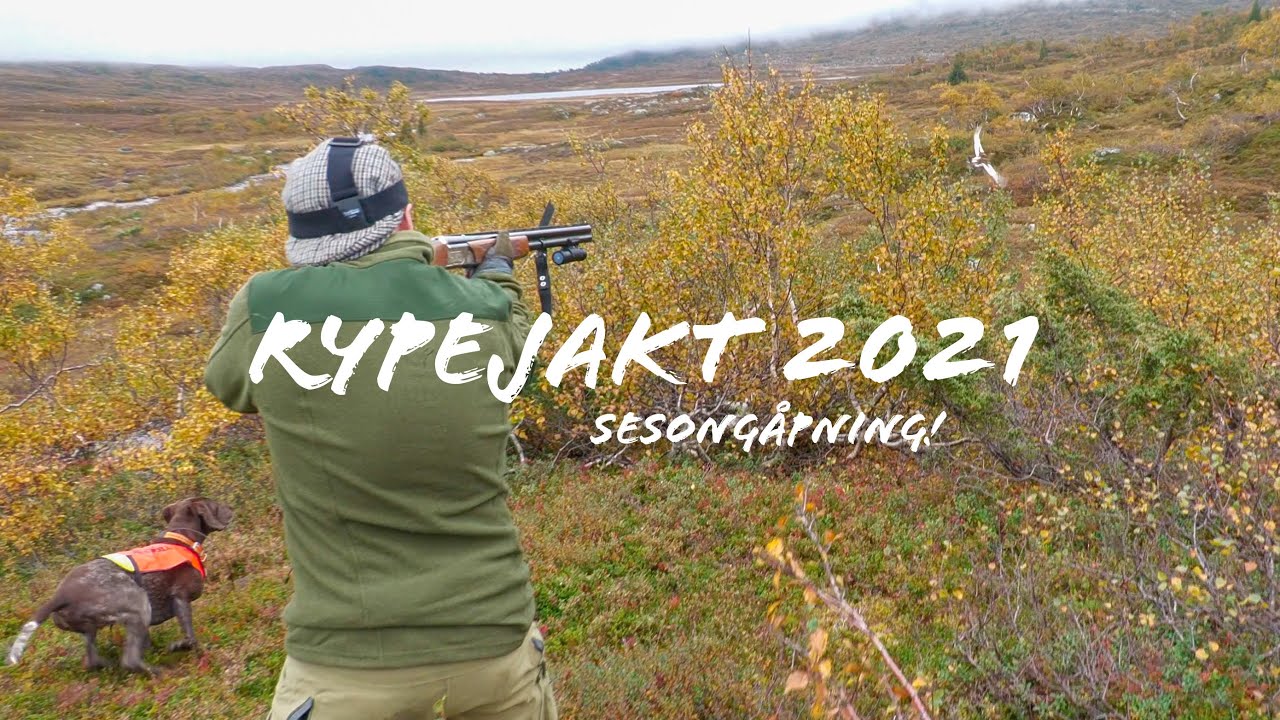 Rypejakt 2021 | Rypejakt 10.september | Grousehunting 2021