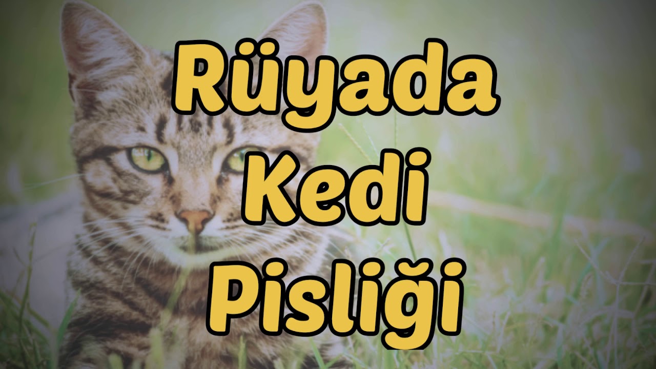 R&uuml;yada Kedi Pisliği G&ouml;rmek