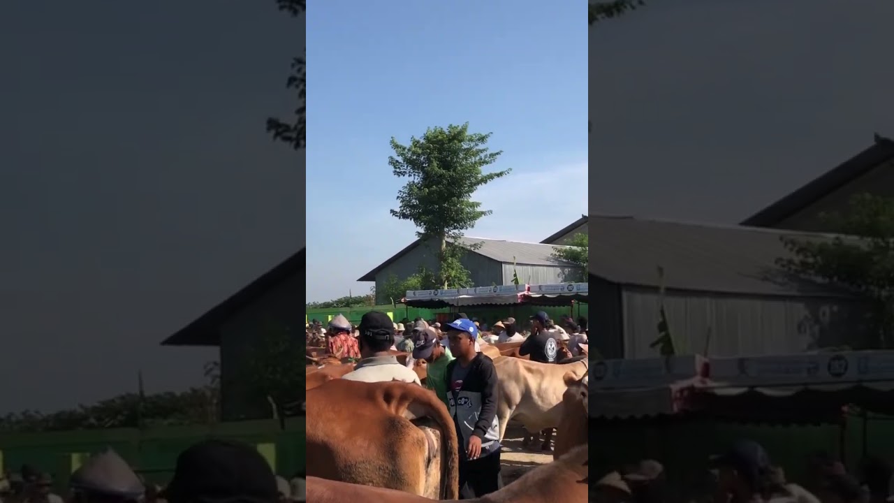 Suasana pasar sapi balen bojonegoro