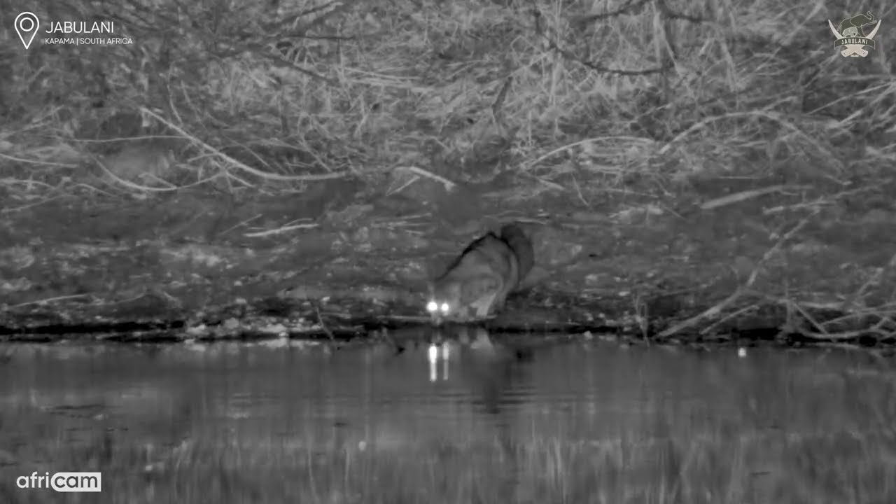Jump Scare! Genet Gets a Fright While Drinking at Jabulani