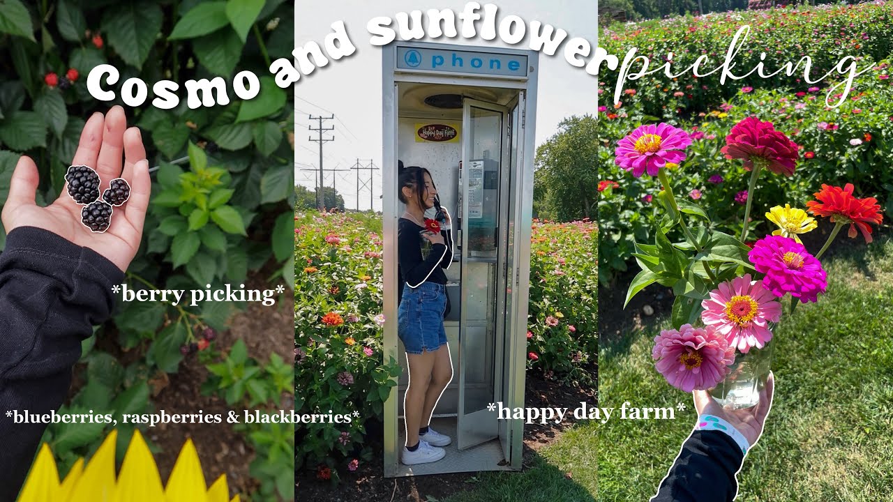 поле космо и подсолнечника🌻 счастливый день фермы Нью-Джерси