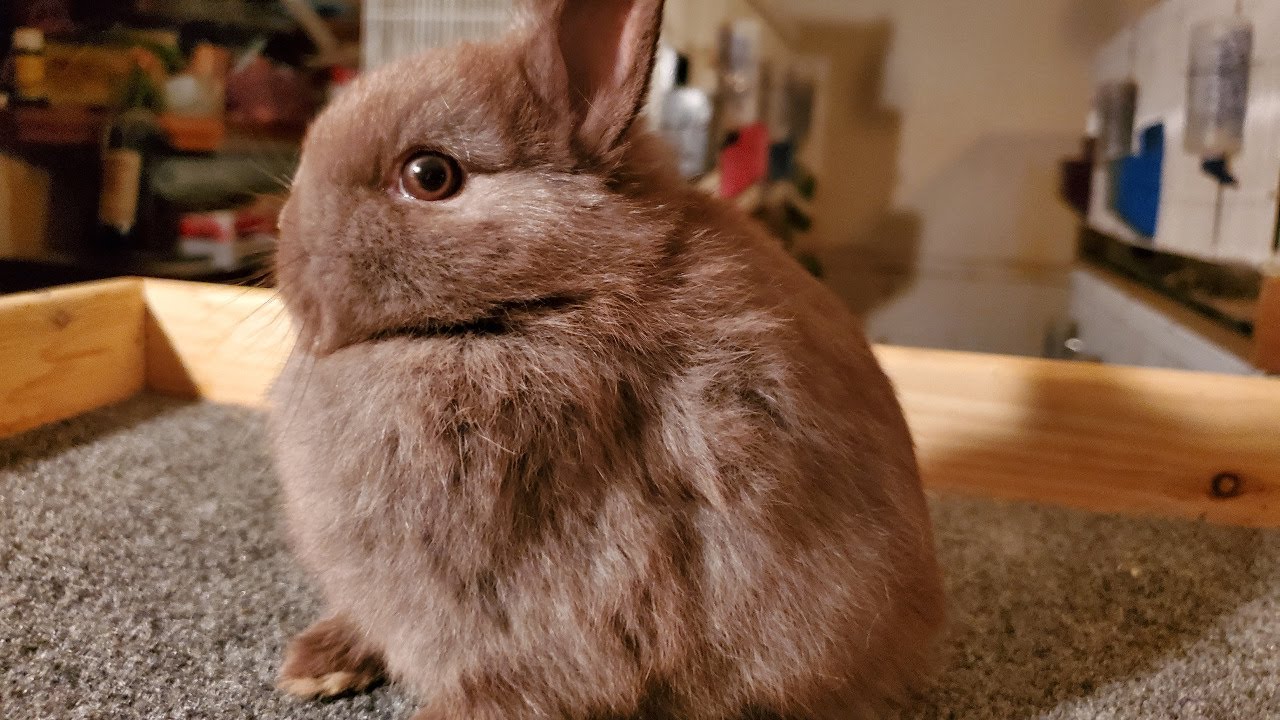 Evaluating Netherland Dwarfs