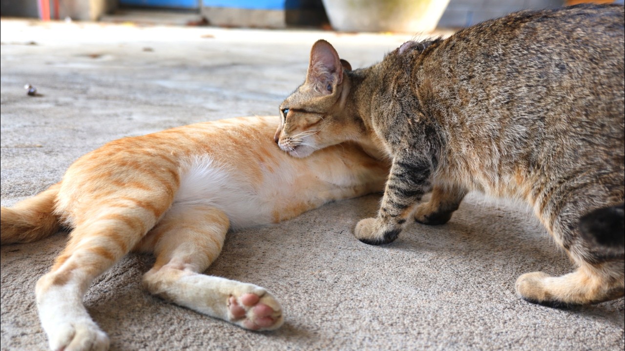 Sweet Moment Between Two Adorable Cats 🐱❤️