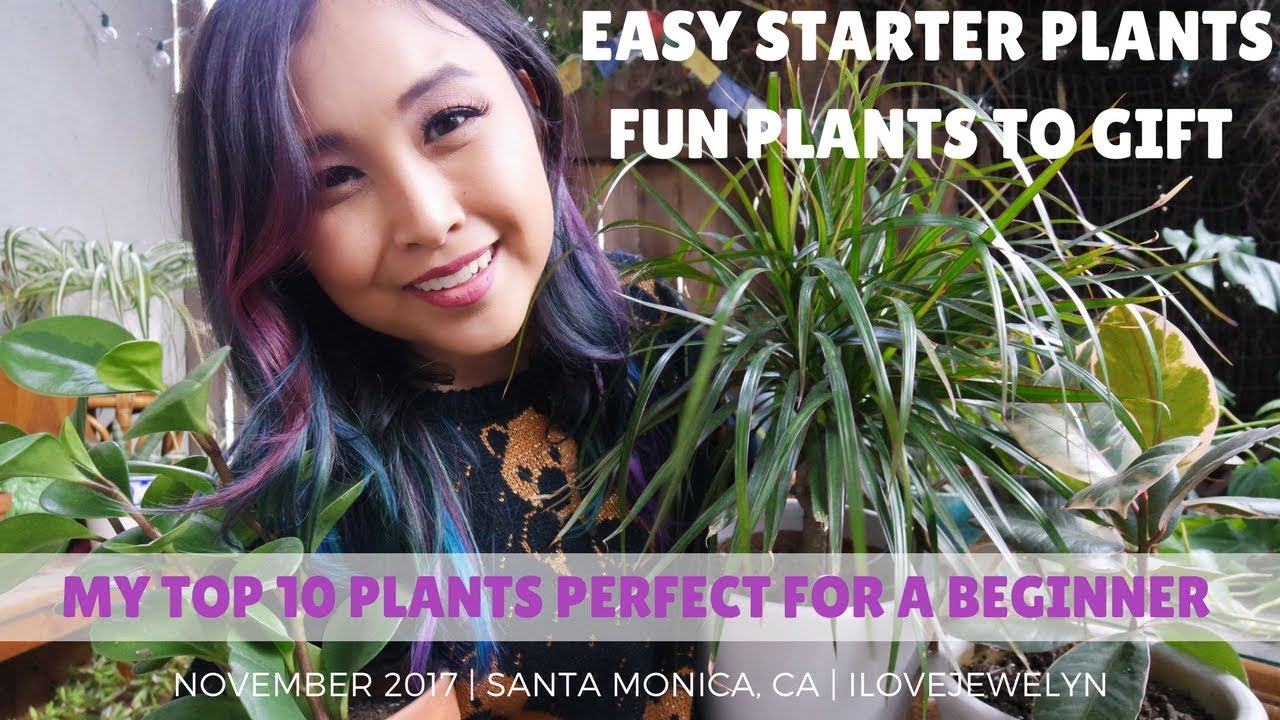 My top 10 plants perfect for a beginner | November 2017 | ILOVEJEWELYN