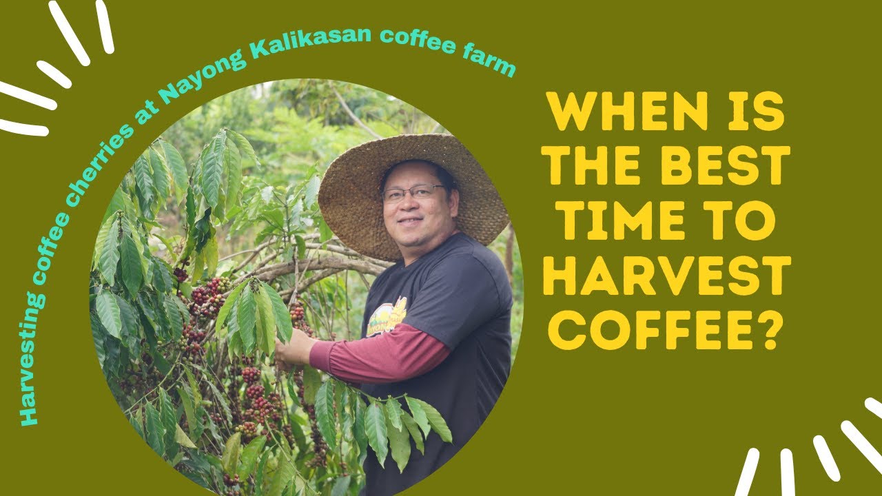 When is the Best Time to Harvest Coffee?  Expert Guide to Harvesting Coffee Beans