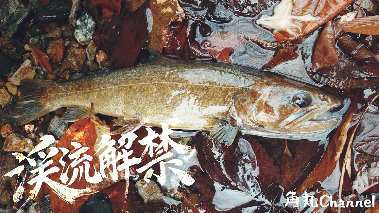 群馬で渓流解禁！ 越冬錆岩魚 2026年3月 【#36】