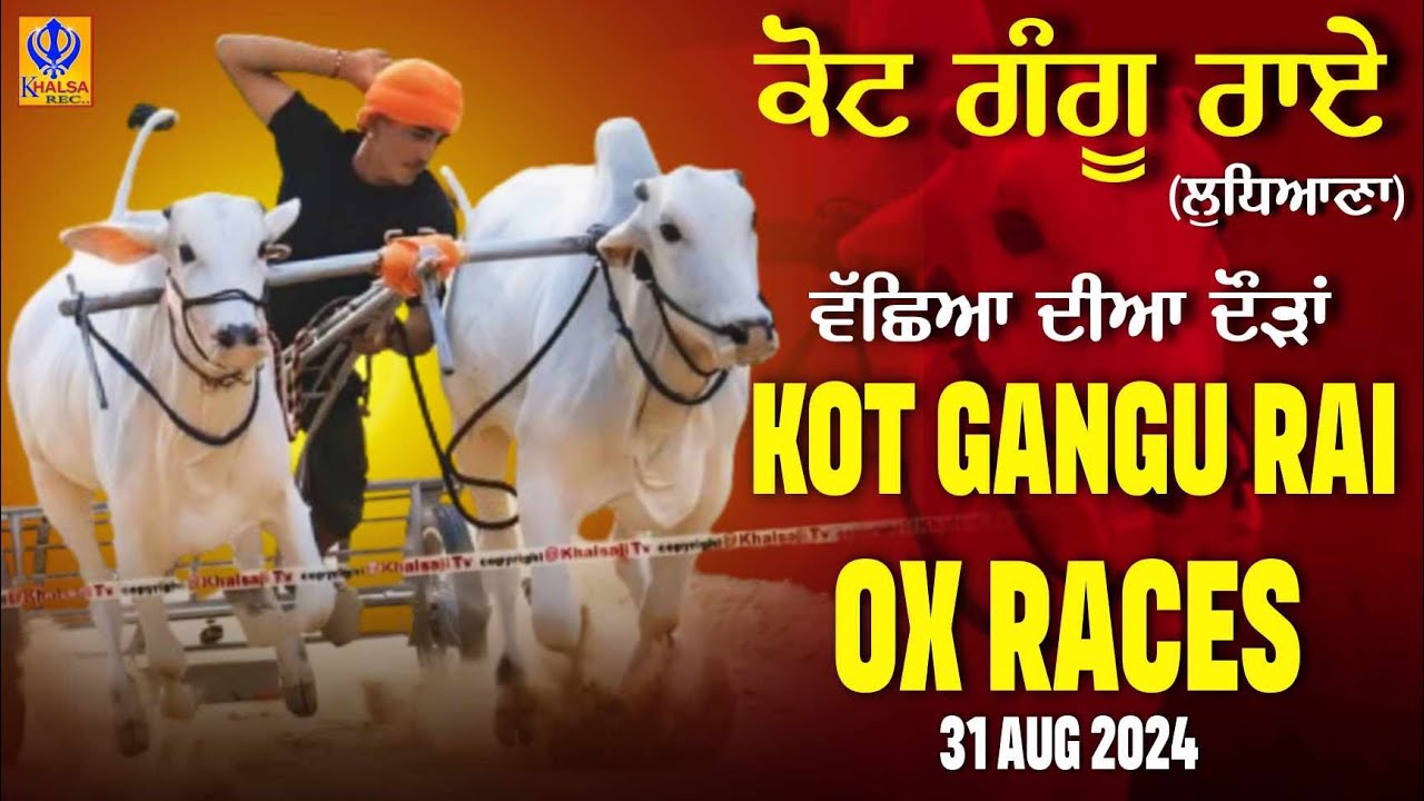 🔴[Live] Kot Gangu Rai | Ludhiana | ਵੱਛਿਆ ਦੀਆ ਦੌੜਾਂ | बैलगाड़ी दौड़ | Ox Races | 31 Aug 2024