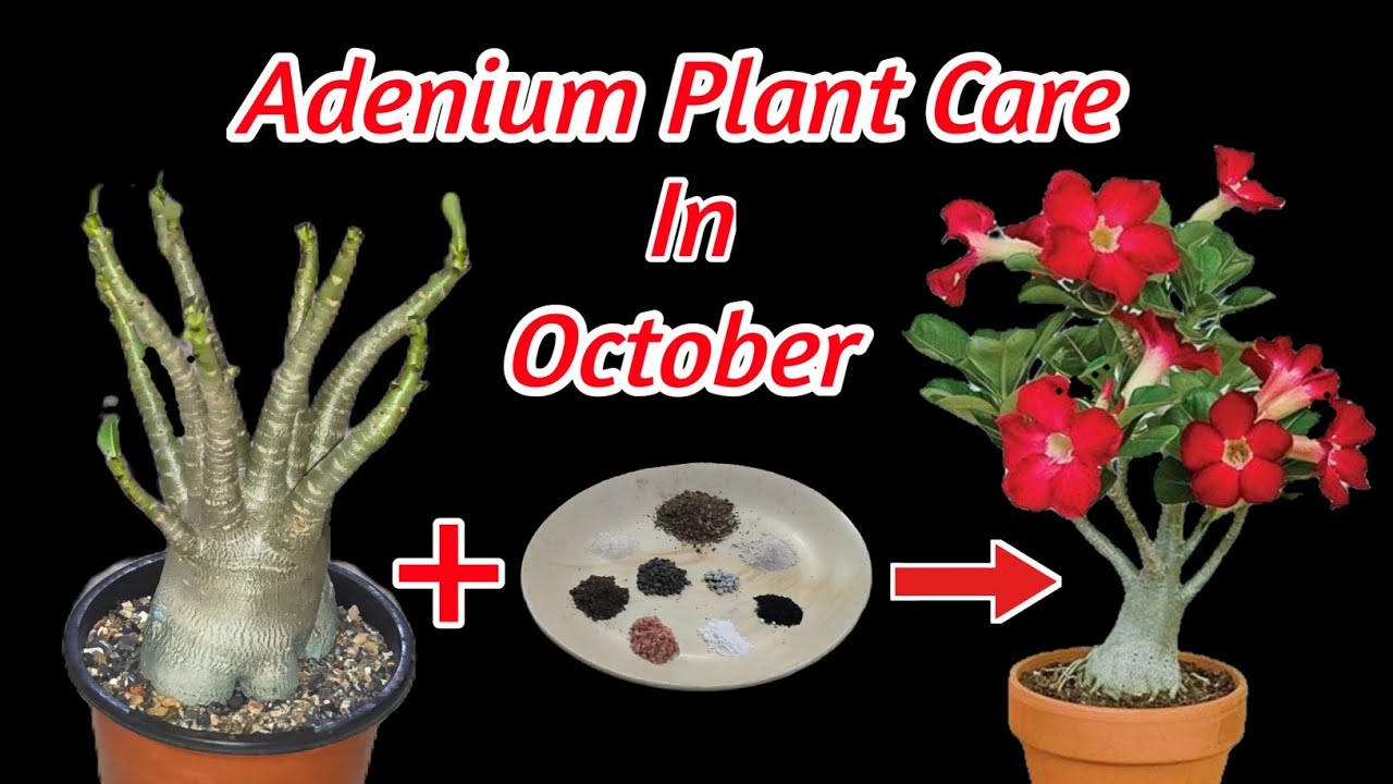 Adenium Plant Care In October || অক্টোবর মাসে অ্যাডিনিয়াম গাছের পরিচর্যা
