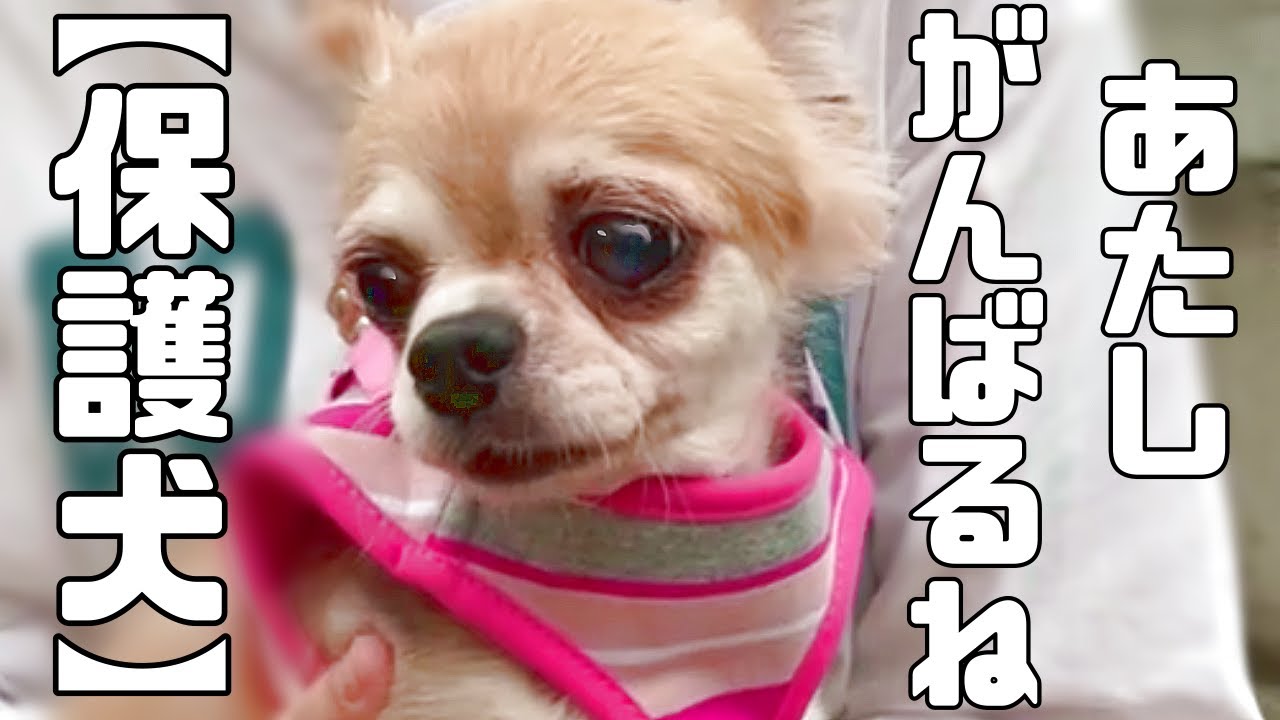 元繁殖犬おもちちゃん 、初めてのお散歩に挑戦しました♪前に前にがんばって歩く姿をお届けします「vol 230」