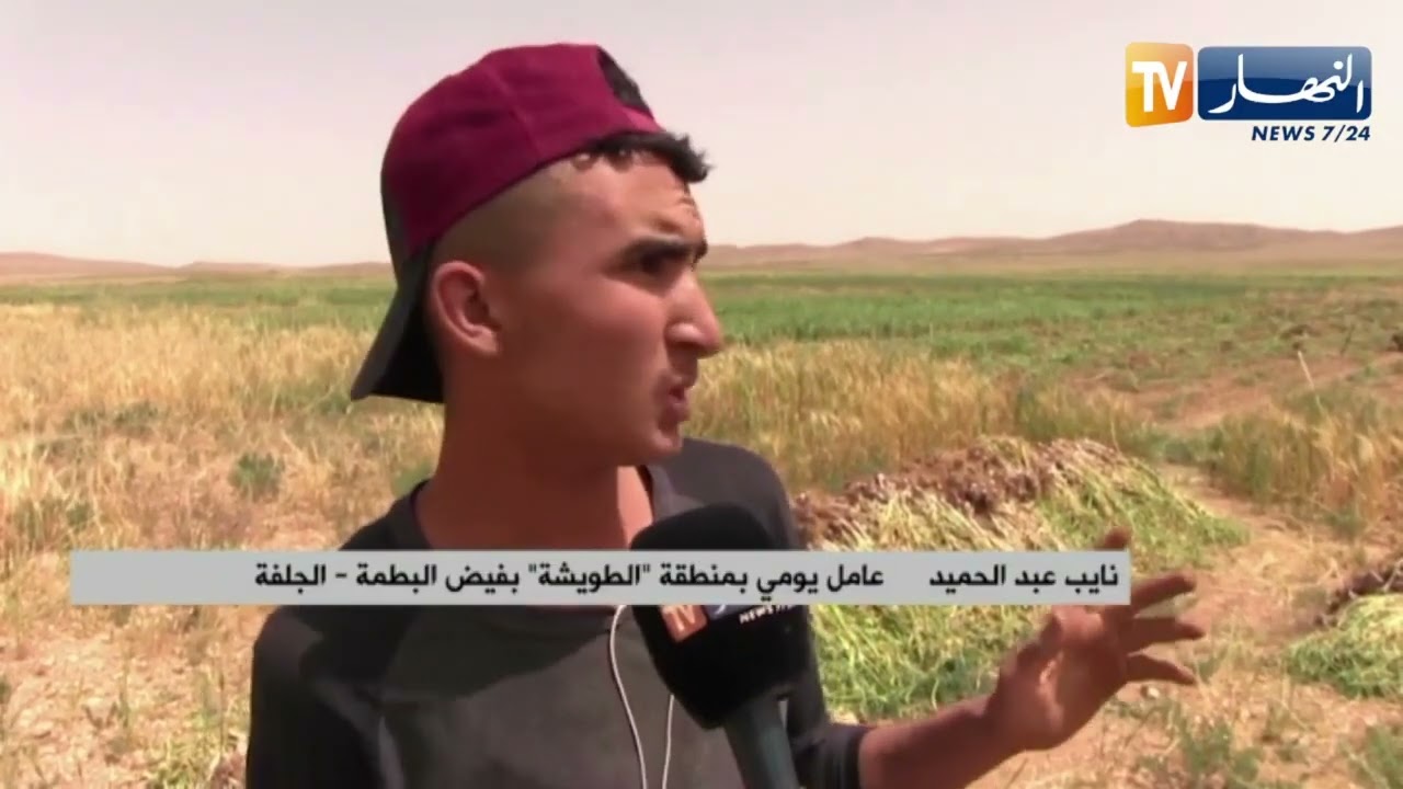 الجلفة : إنتاج مادة الثوم الأحمر .. فلاحون متخوفون من خسارة منتوجهم بفيض البطمة