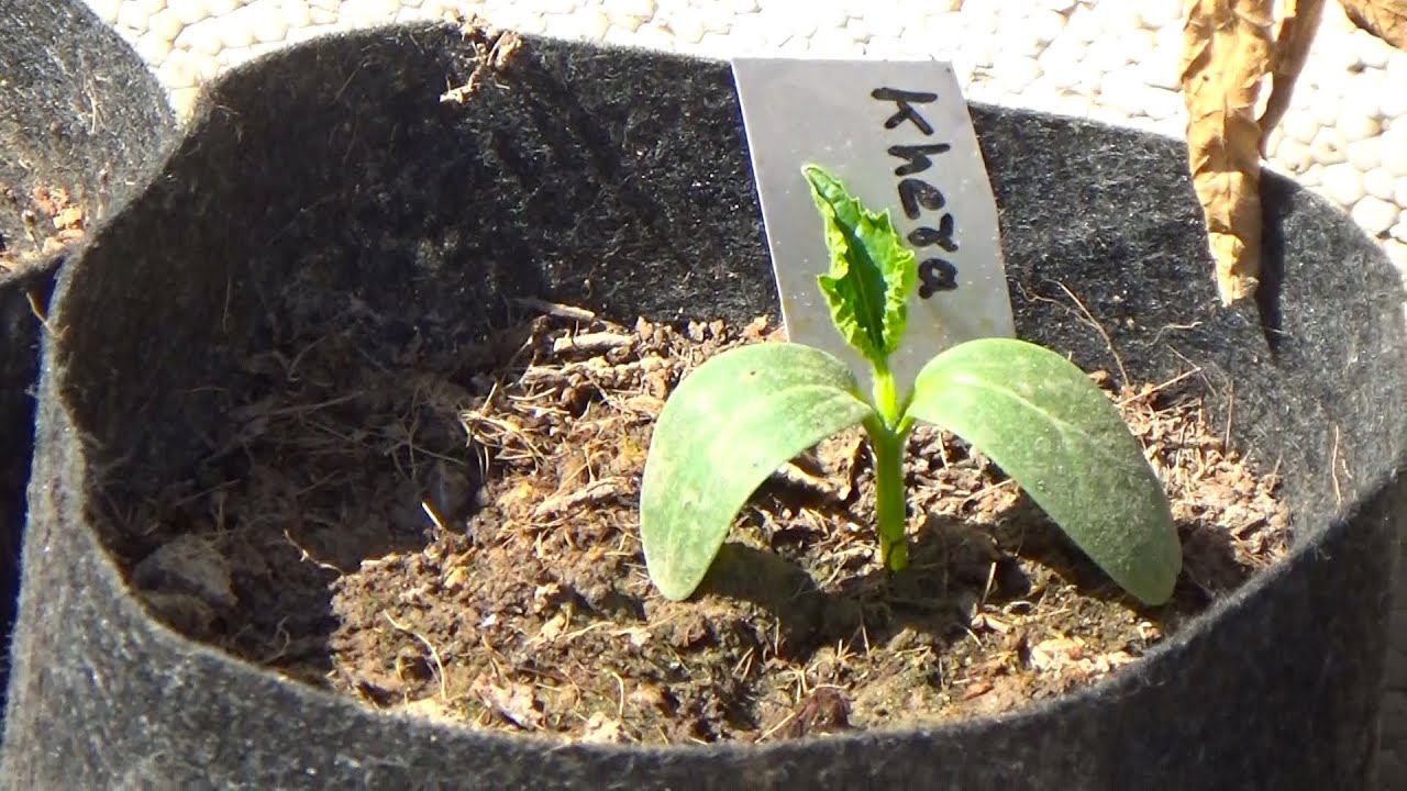 Summer Seed Sowing Result | Summer Seeds to Plant | When to Sow Summer Seeds (Urdu-Hindi)