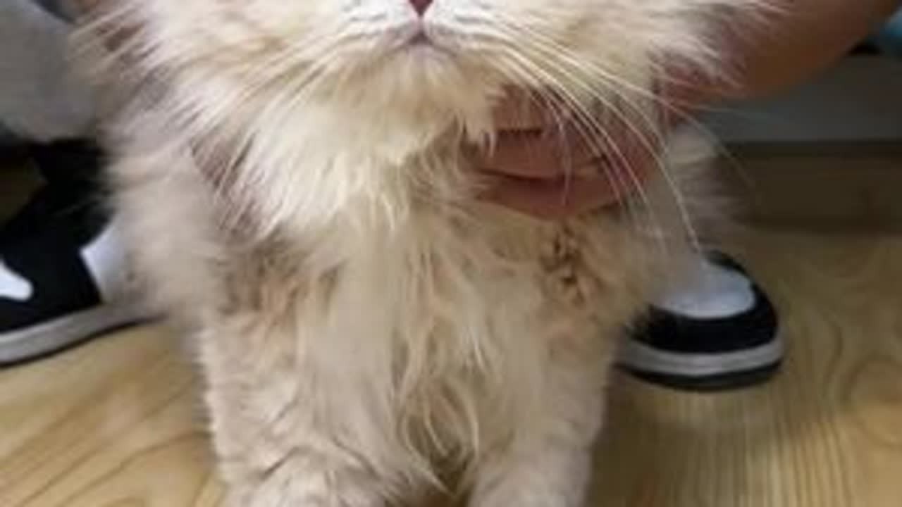三只小可爱去新家，养户计划持续推进#新手养猫 #家富说猫 #繁育猫