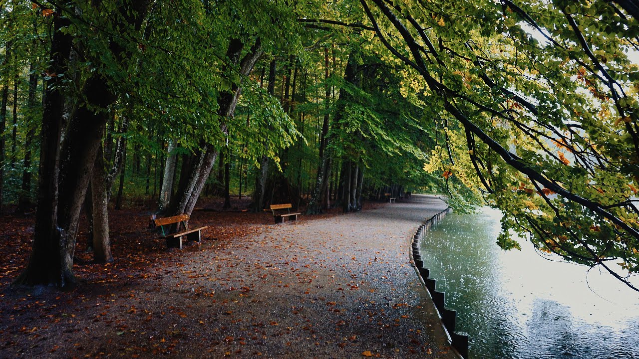 Walking in the Rain | Autumn Leaves and Binaural Rain Sounds for Sleep | Bavaria, Germany