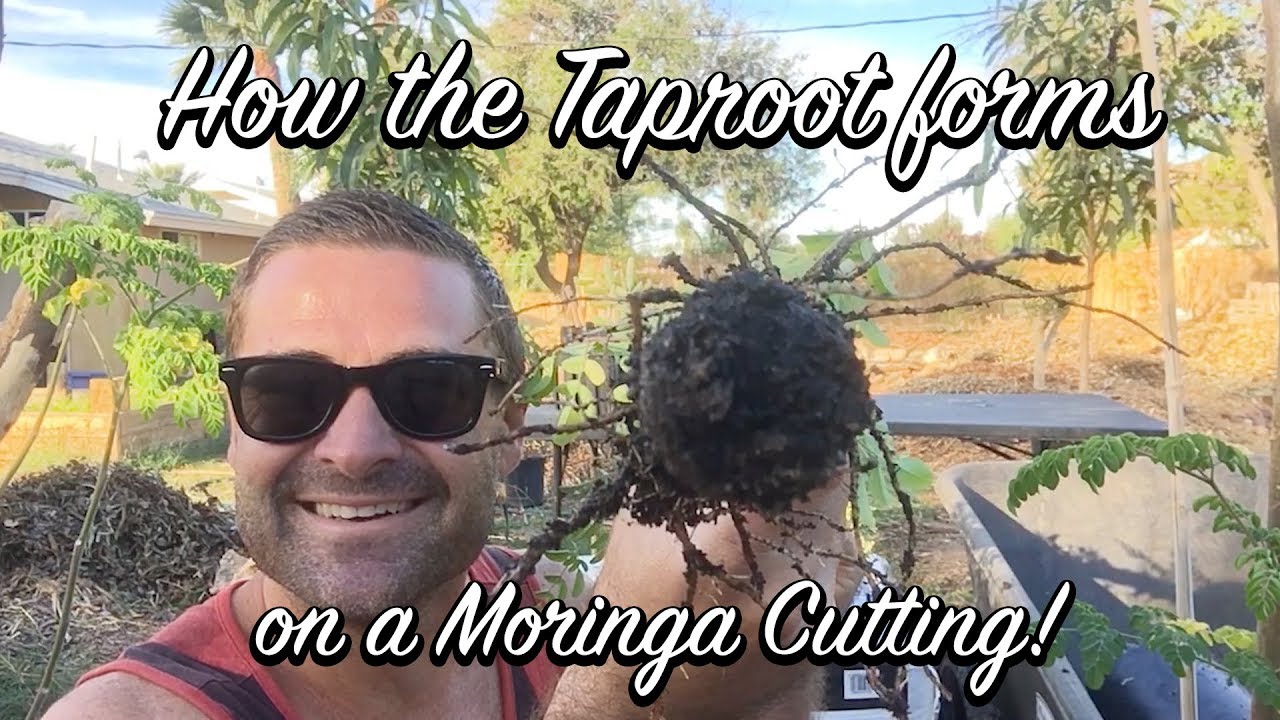 Ep116 - How the Taproot forms on a Moringa Cutting!