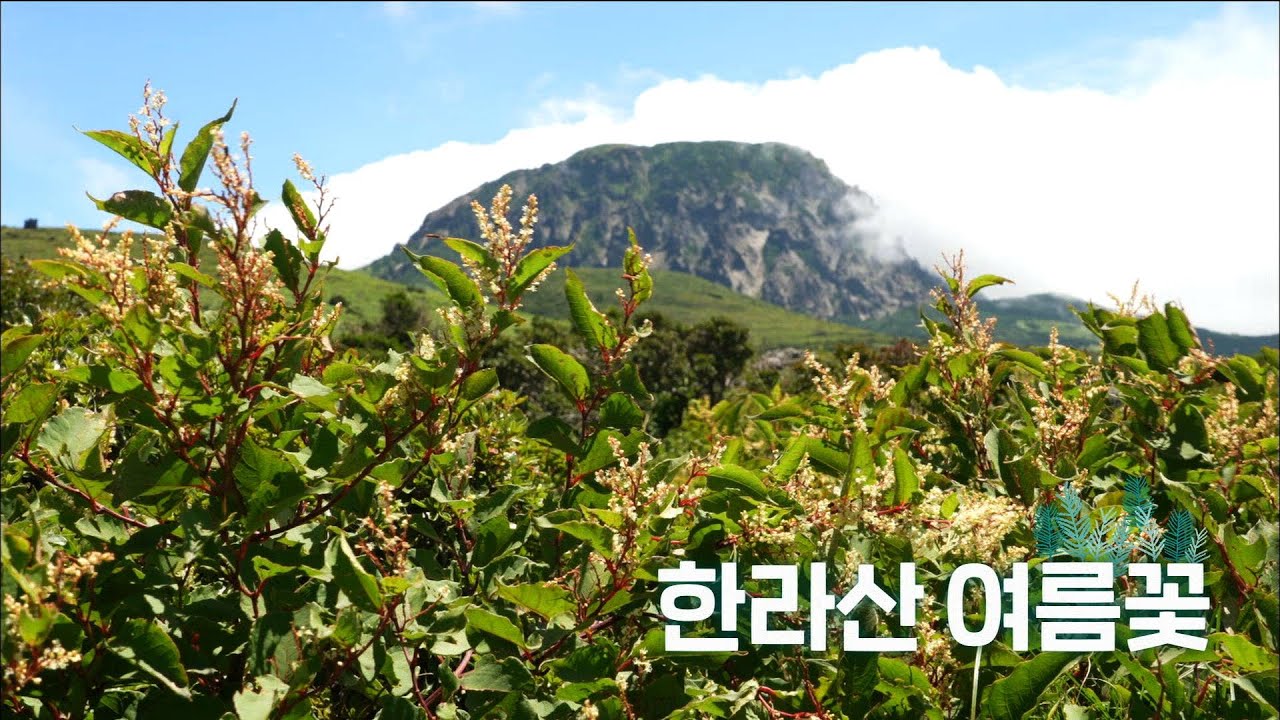 무더위에도 시원한 바람을 맞으며 피어난 한라산 여름꽃 | 오늘숲에는 | KBS제주 250902 방송