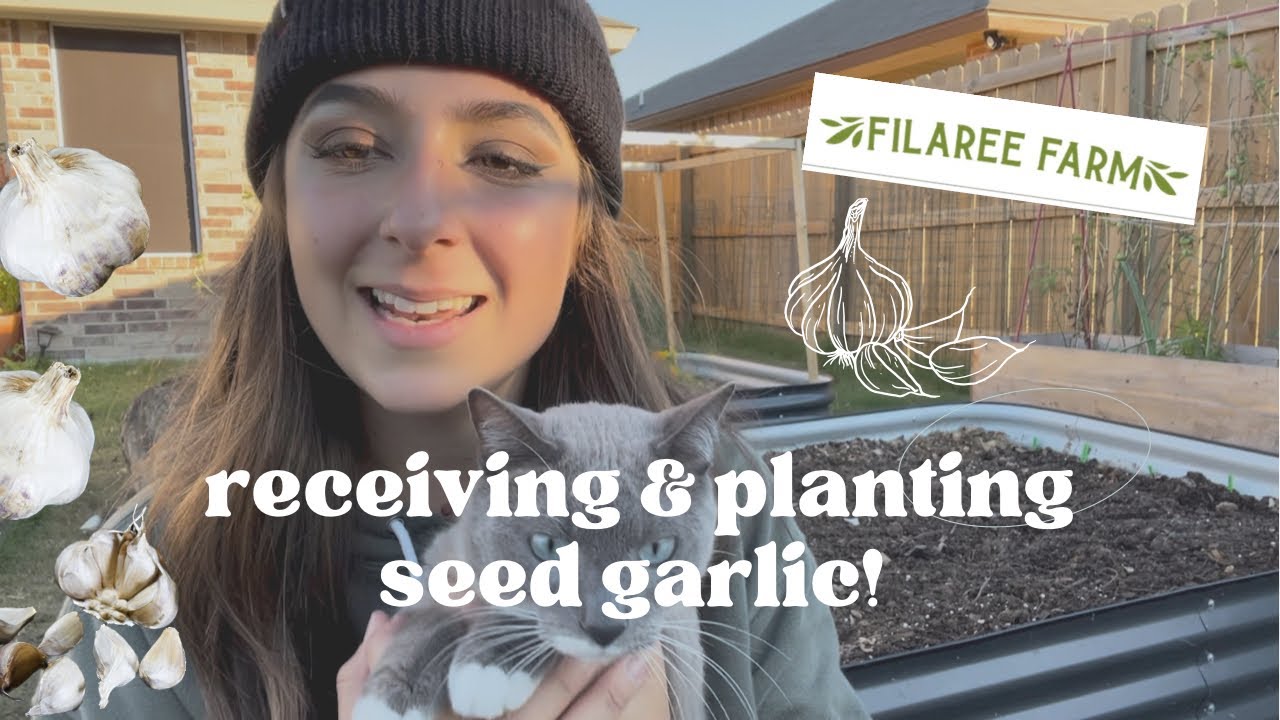 Unboxing & Planting Seed Garlic from Filaree Garlic Farm