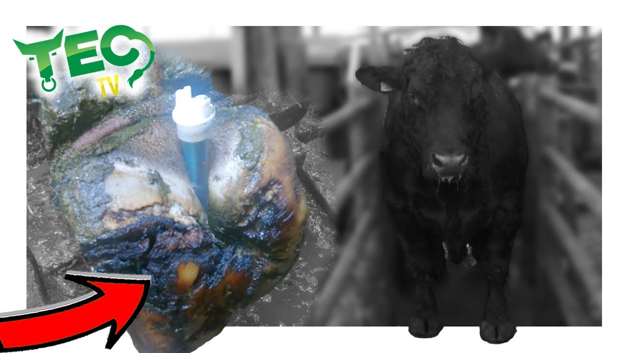 MASSIVE ANGUS BULL WITH HUGE CRACK IN HOOF | TEC TV