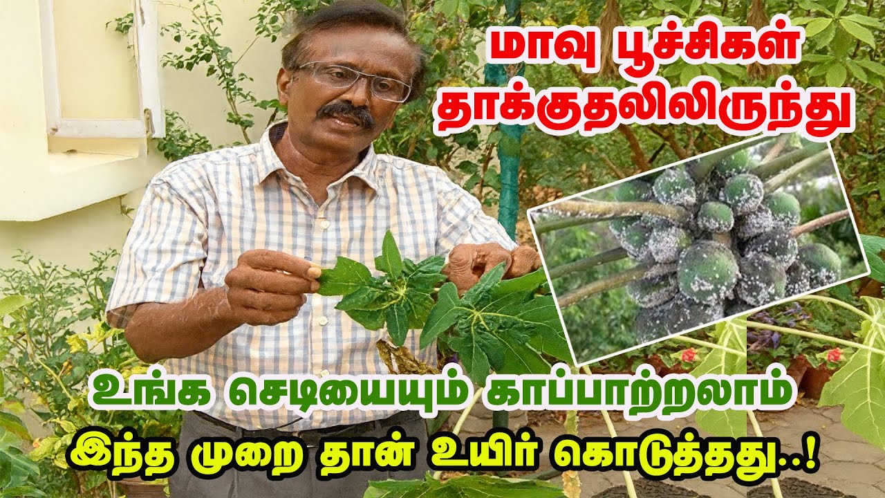 மாவு பூச்சி வந்தால் செடியே அழியும்..! இதோ நிபுணர் கூறும் ரகசியம்..! | Mealybug Control Tamil