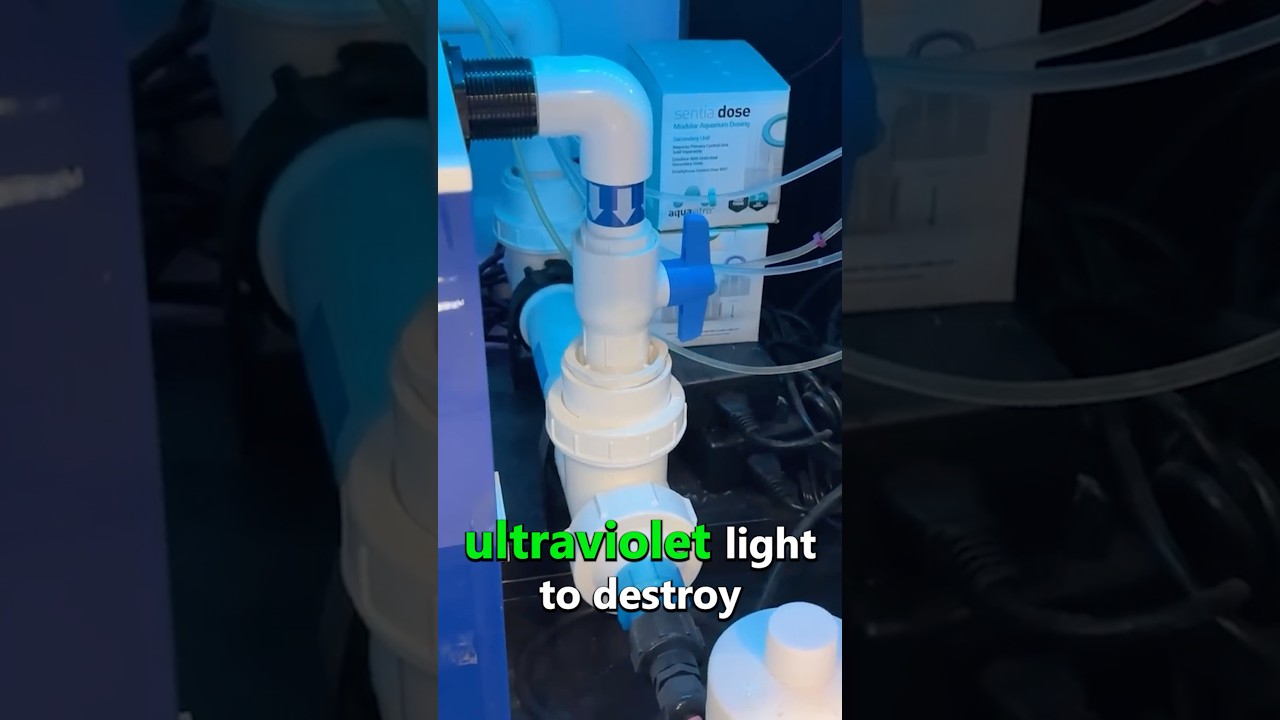 The Truth About UV Sterilizers in Aquariums!