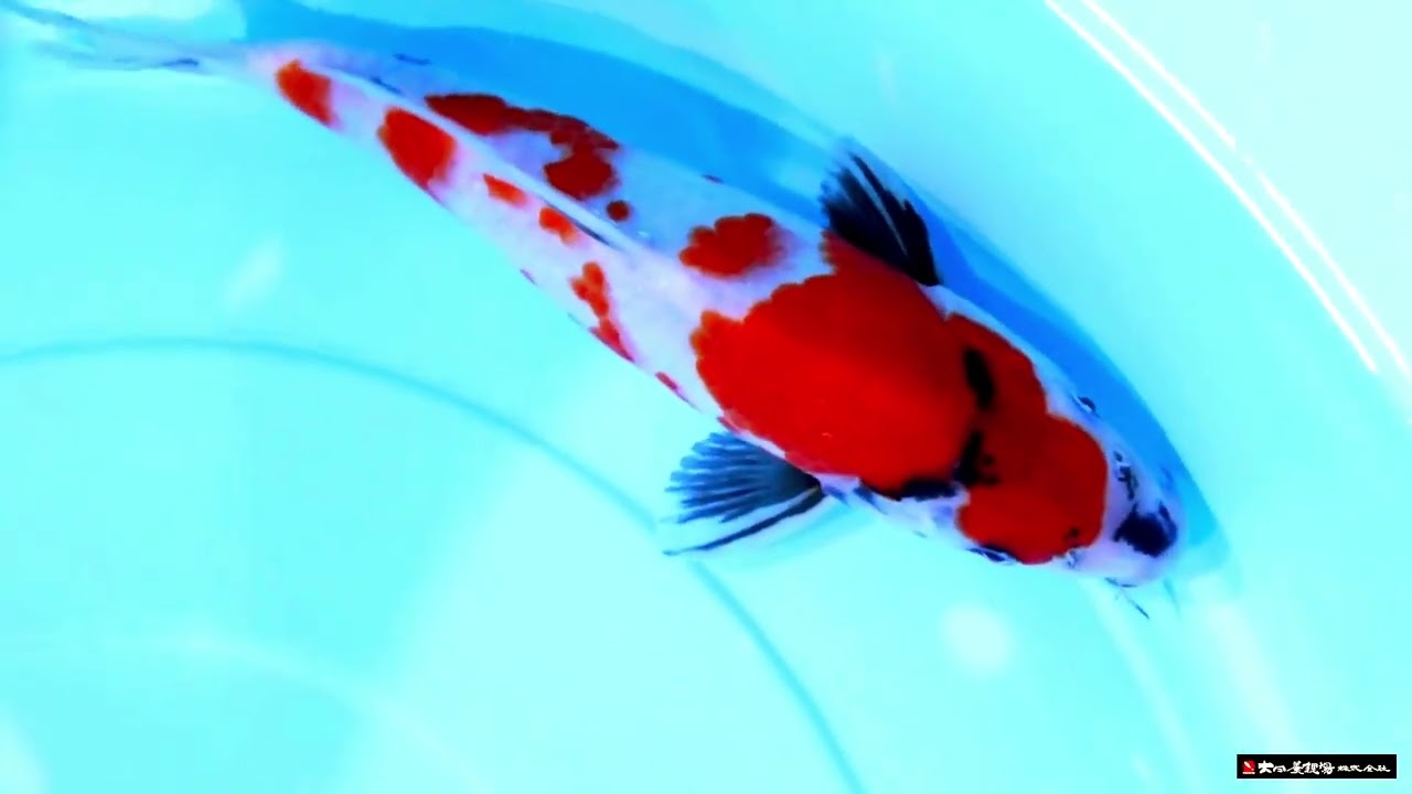 Jumbo tosai Dainichi Toyota showa pour votre bassin.