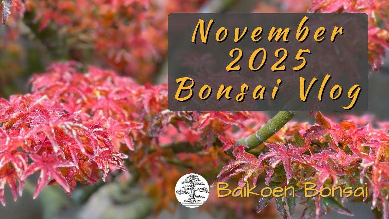 Видеоблог Baikoen Bonsai | Обновление за ноябрь 2025 г.