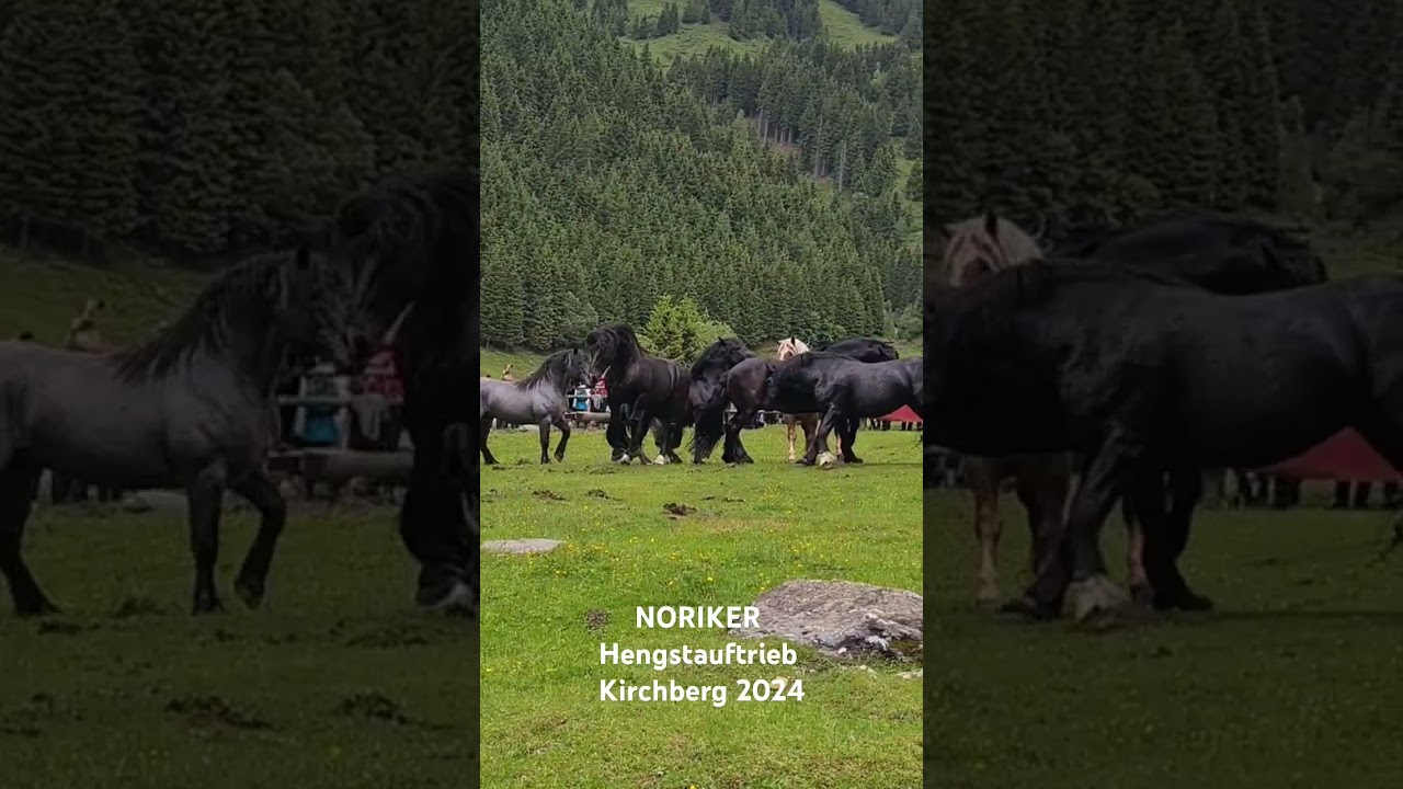 Hengstauftrieb  Noriker 2024