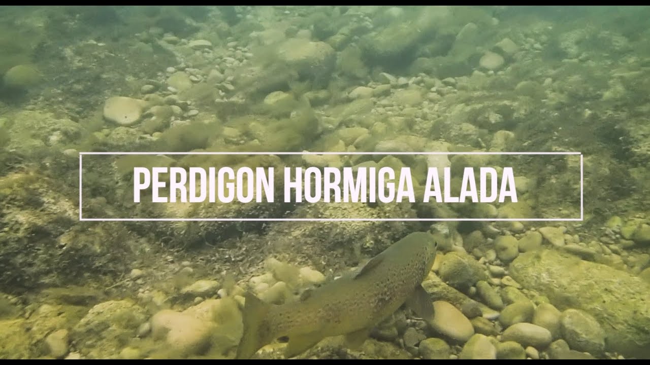 perdigon hormiga alada